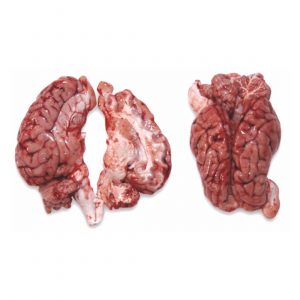 high-quality frozen pork brains